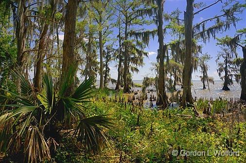 Brownell Park_45900.jpg - Photographed at Lake Palourde in Morgan City, Louisiana, USA.